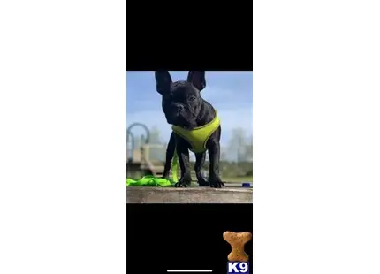 French Bulldog stud dog: a person in a garment