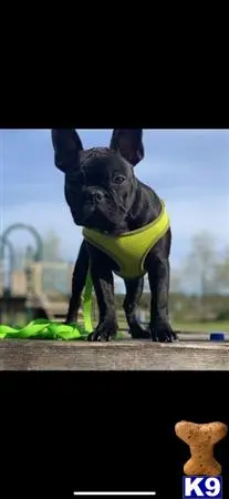 French Bulldog stud dog: a person in a garment