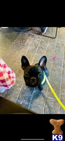 French Bulldog stud dog: a french bulldog dog wearing a blue shirt