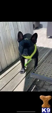 French Bulldog stud dog: a french bulldog dog wearing a garment