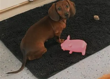 Dachshund stud dog: a dachshund dog sitting on a carpet