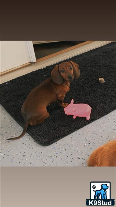 a dachshund dog sitting on a carpet