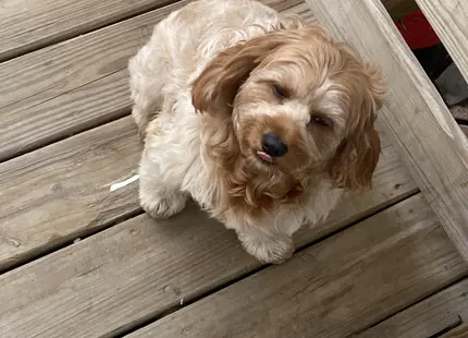 Cavapoo stud dog: Fluffy light brown Cavapoo sitting on wooden deck