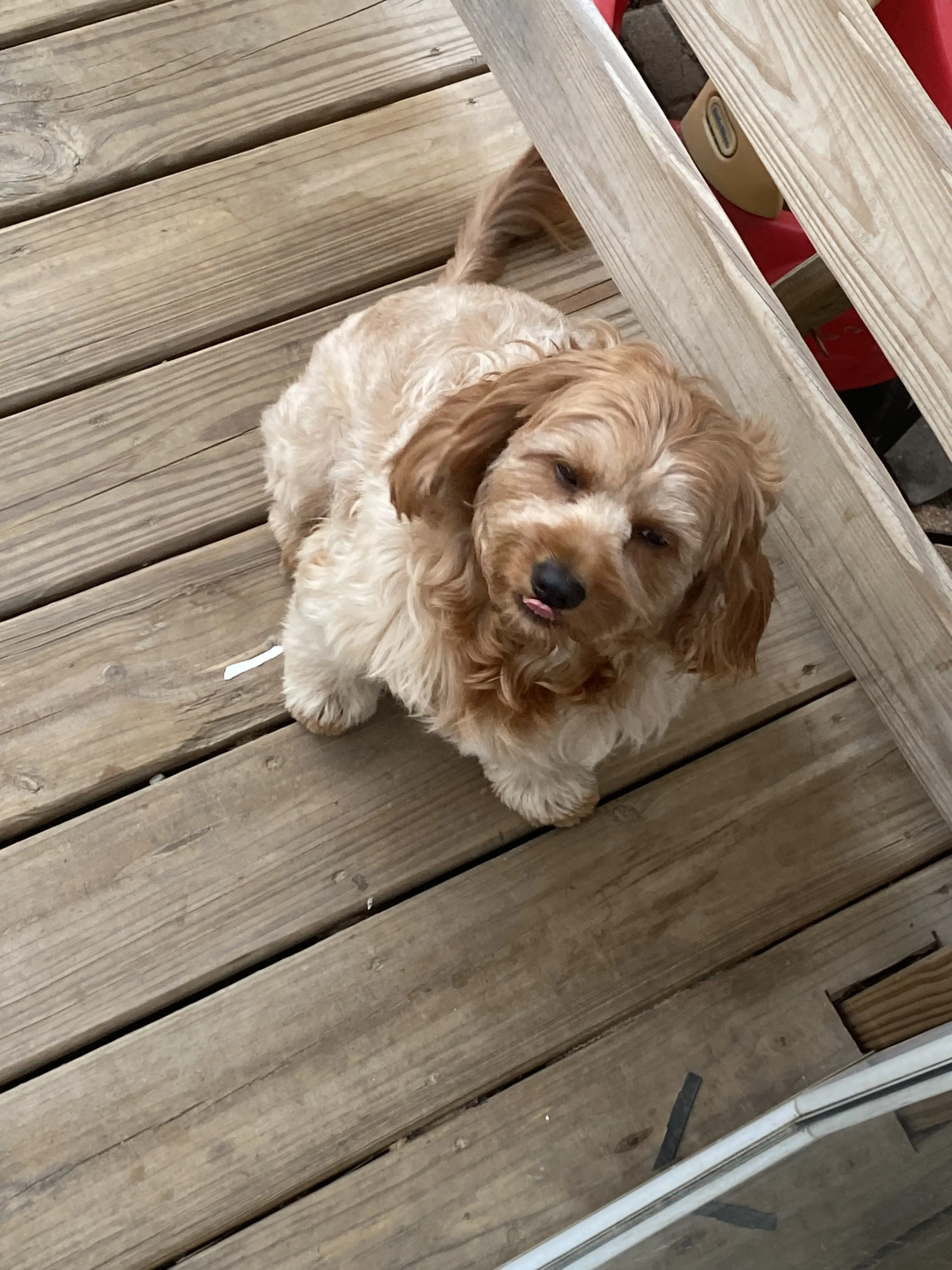 Cavapoo stud dog: Fluffy light brown Cavapoo sitting on wooden deck