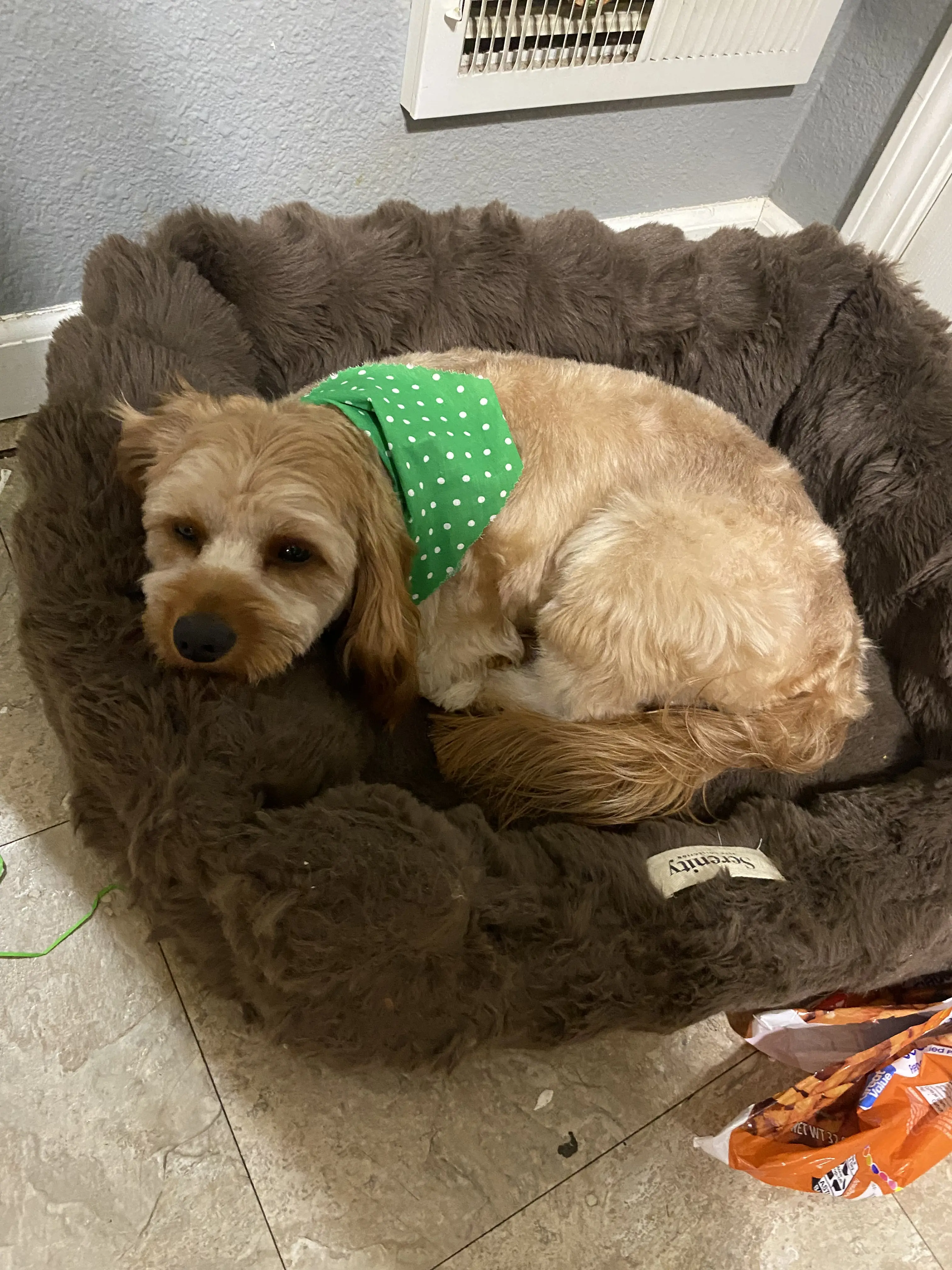 Cavapoo stud dog: Cavapoo with a light brown coat resting in a cozy bed