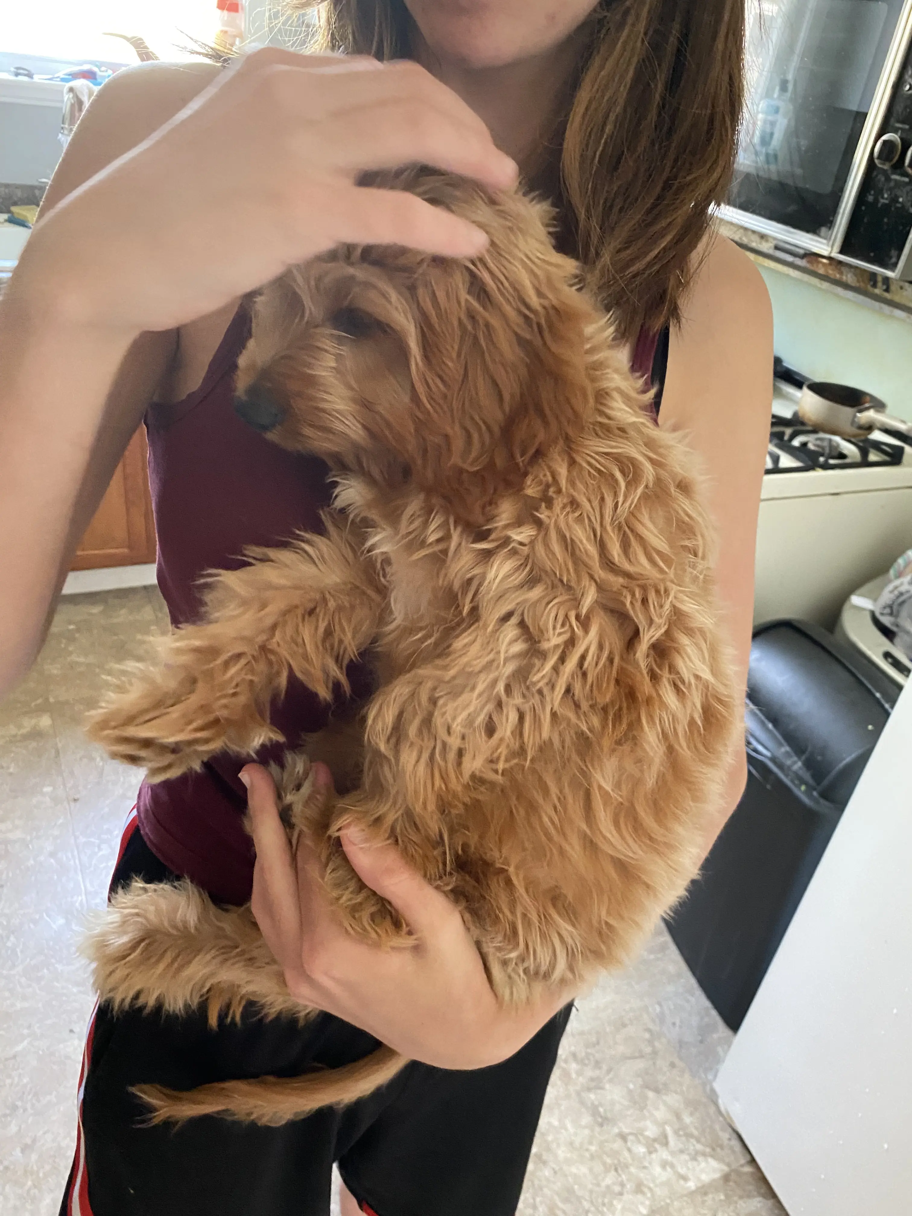 Cavapoo stud dog: Fluffy light brown Cavapoo being held by a person