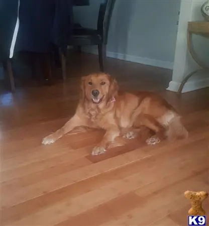 Golden Retriever female dog