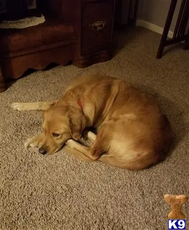 Golden Retriever female dog