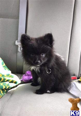 pomeranian stud fee pomeranian stud 11 months pomeranian stud fee pomeranian stud 11 months