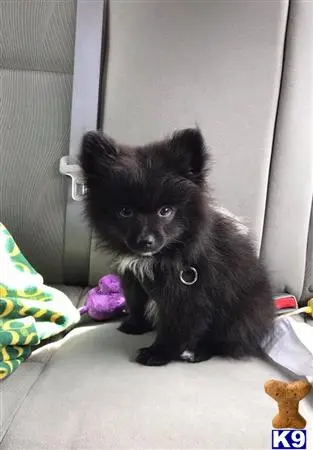 Pomeranian stud dog