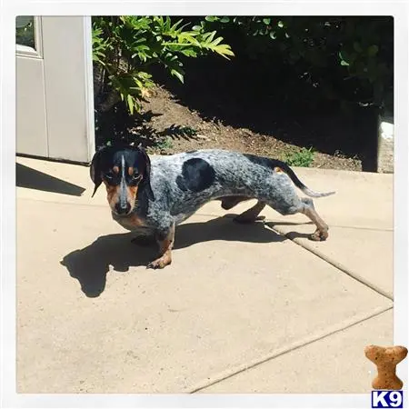 Dachshund stud dog