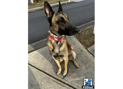 Belgian Malinois stud dog: a belgian malinois dog sitting on a sidewalk