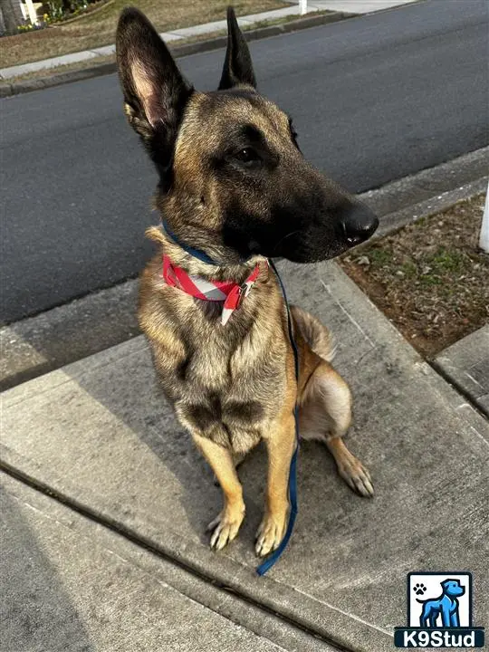 Belgian Malinois stud dog: a belgian malinois dog sitting on a sidewalk
