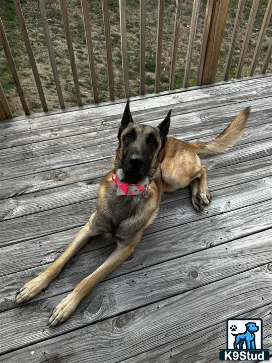 Belgian Malinois stud dog: a belgian malinois dog lying on a wooden deck