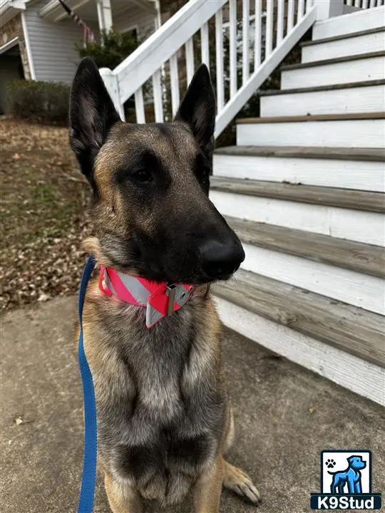 Belgian Malinois stud dog: a belgian malinois dog sitting on a porch
