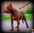 american pit bull puppy posted by saxygal45