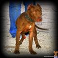 american pit bull puppy posted by saxygal45