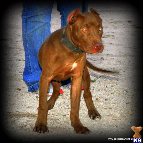 american pit bull puppy posted by saxygal45
