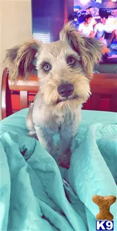 Miniature Schnauzer stud dog