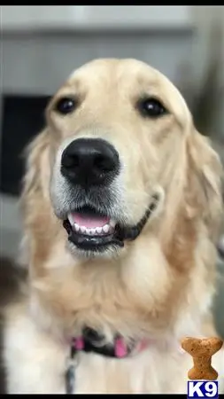 Golden Retriever