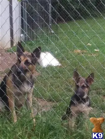 German Shepherd stud dog