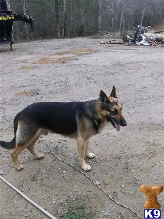 German Shepherd stud dog