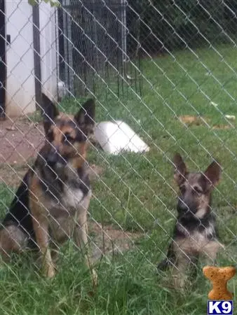 German Shepherd stud dog