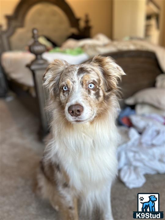 a australian shepherd dog sitting on the floor