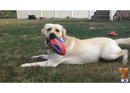 Labrador Retriever