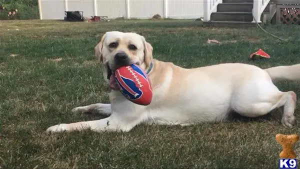 Labrador Retriever stud dog