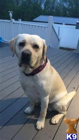 Labrador Retriever stud dog