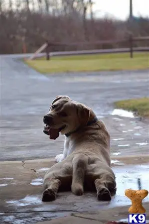 Labrador Retriever stud dog