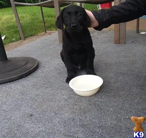 Labrador Retriever stud dog