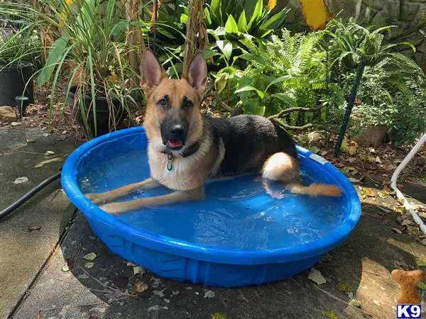 German Shepherd stud dog