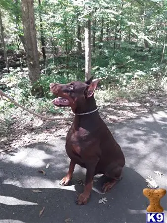 Doberman Pinscher stud dog