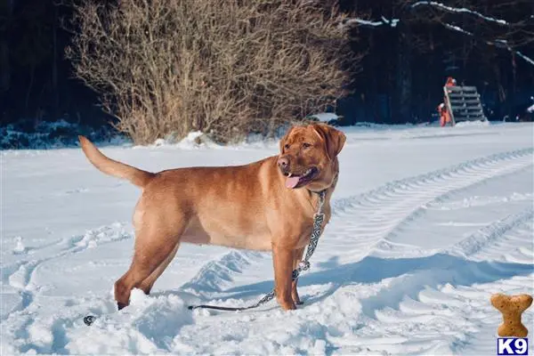 Labrador Retriever female dog