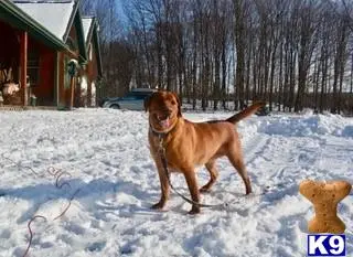 Labrador Retriever female dog