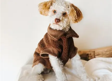 a poodle dog wearing a sweater