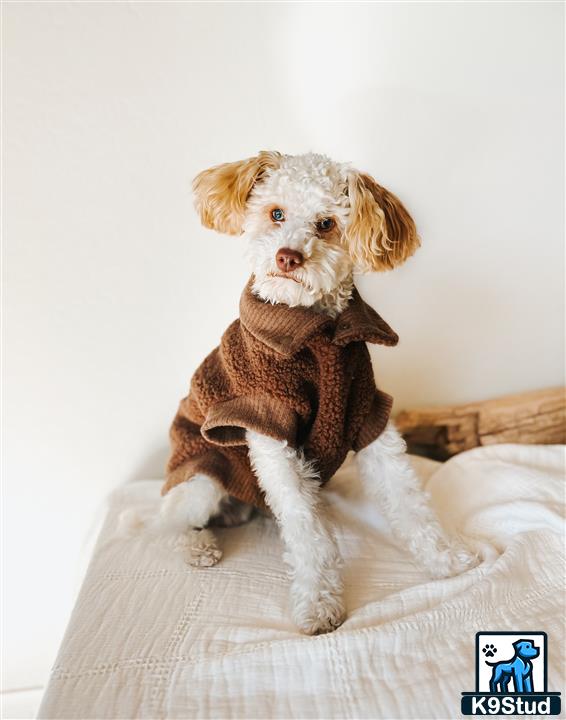 a poodle dog wearing a sweater