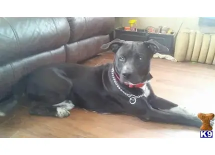 a american pit bull dog lying on the floor
