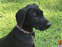 great dane puppy posted by scat413