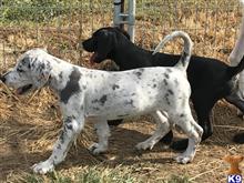 great dane puppy posted by scat413
