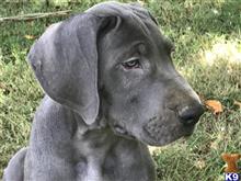 great dane puppy posted by scat413