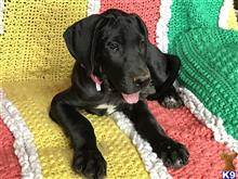 great dane puppy posted by scat413