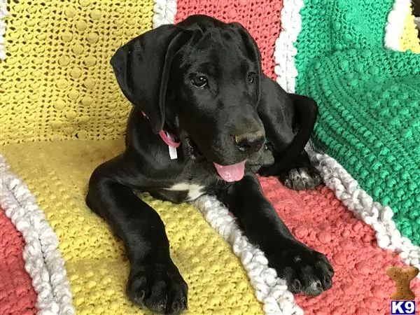 Great Dane puppy for sale