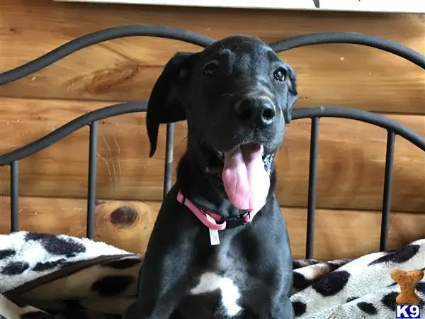 Great Dane puppy for sale