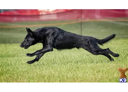 a black german shepherd dog running on grass