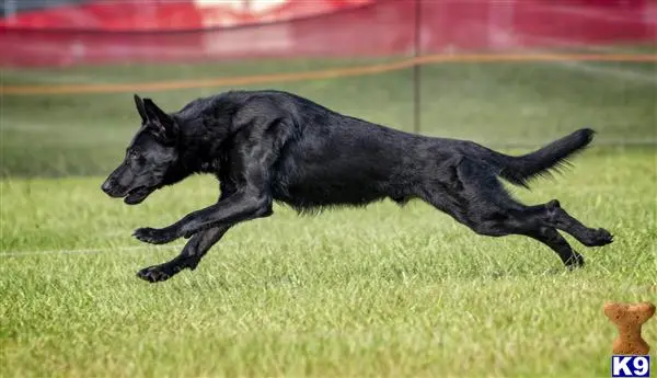 German Shepherd stud dog