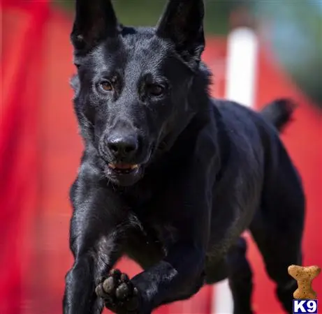 German Shepherd stud dog