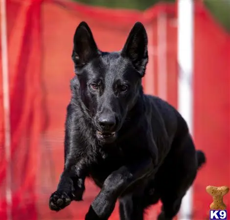 German Shepherd stud dog